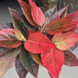 Agalonema red wine (small plant pot)