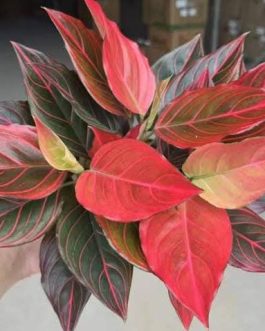 Agalonema red wine (small plant pot)