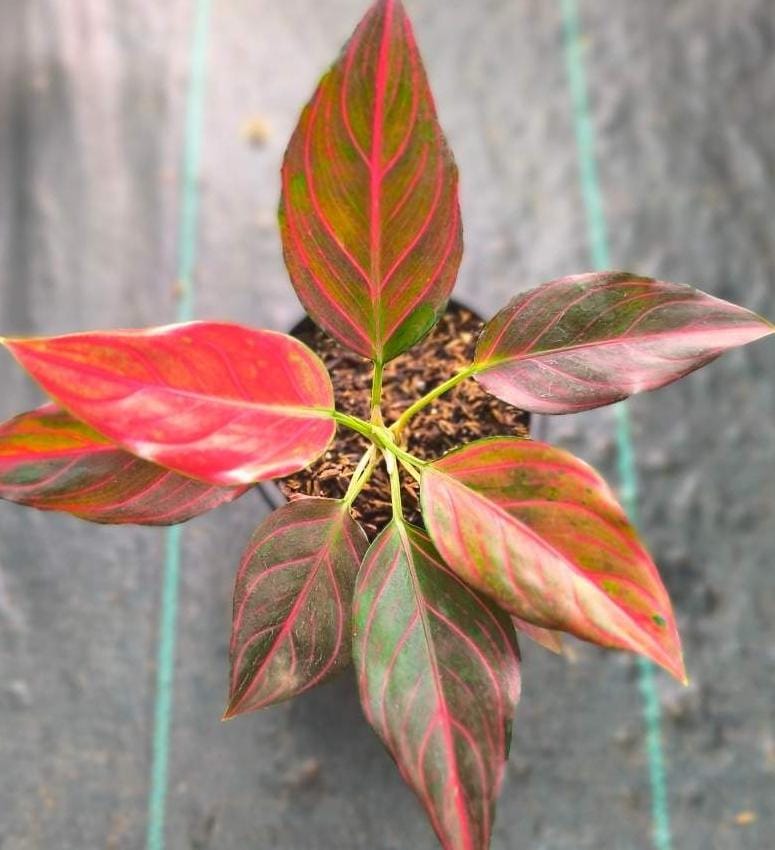 Agalonema red wine (small plant pot) - Image 3