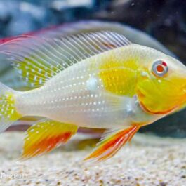 Albino Heckelii Large sized ( 4 pcs)