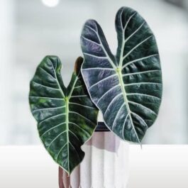 Alocasia Grandis (jiffy sized plant)