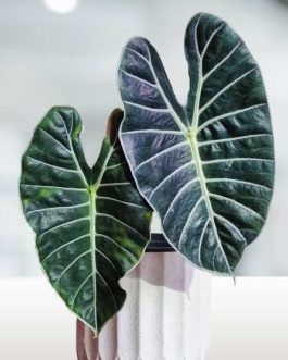 Alocasia Grandis (jiffy sized plant)