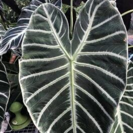 Alocasia Grandis (jiffy sized plant)