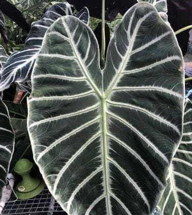 Alocasia Grandis (jiffy sized plant) - Image 2