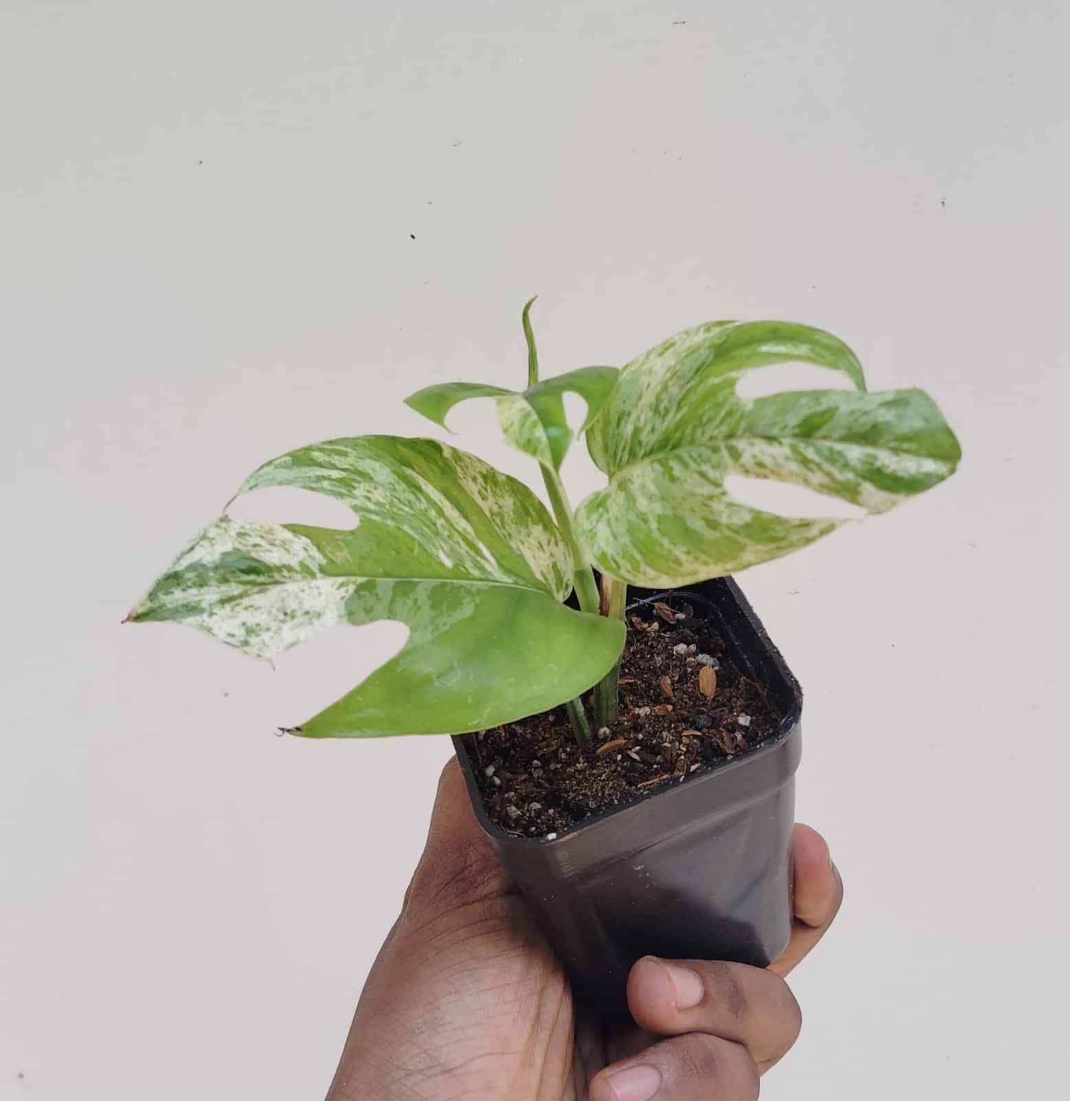 Varigated Dragon tail monstera/Epipremnum Pinnatum Variegated (single plant pot) - Image 4