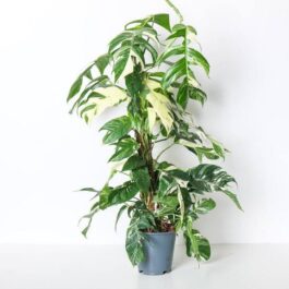 Varigated Dragon tail monstera/Epipremnum Pinnatum Variegated (single plant pot)