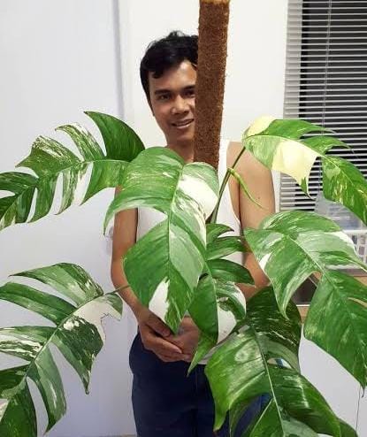 Varigated Dragon tail monstera/Epipremnum Pinnatum Variegated (single plant pot) - Image 3