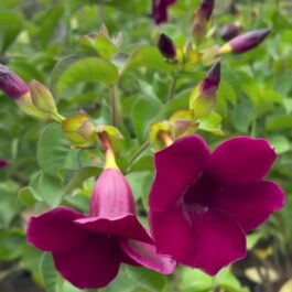 Dwarf maroon tiger allamada (small single plant pot)