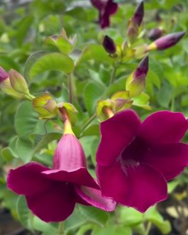 Dwarf maroon tiger allamada (small single plant pot)