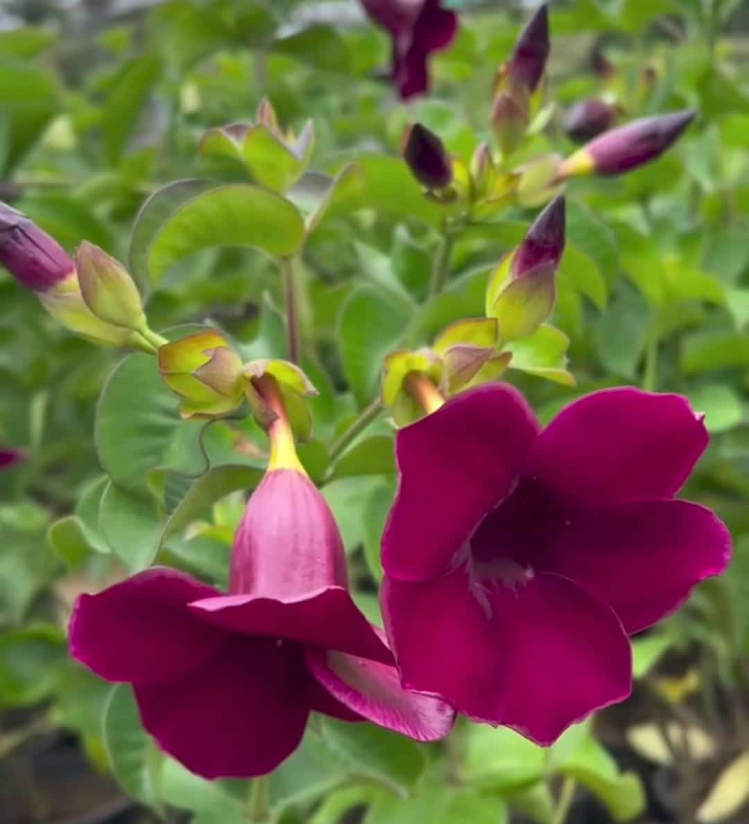 Dwarf maroon tiger allamada (small single plant pot)
