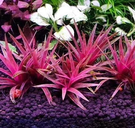 Eriocaulon quinquangulare Red (Tissue culture cup) - Image 4