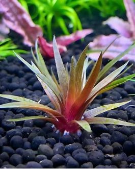 Eriocaulon quinquangulare Red (Tissue culture cup)