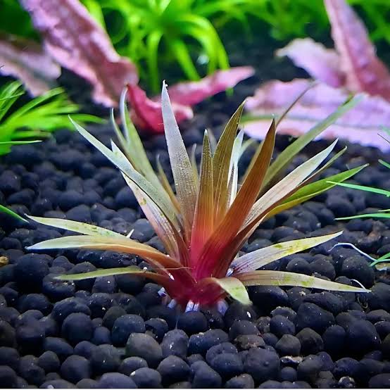 Eriocaulon quinquangulare Red (Tissue culture cup) - Image 2