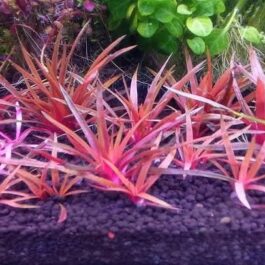 Eriocaulon quinquangulare Red (Tissue culture cup)