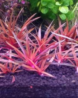 Eriocaulon quinquangulare Red (Tissue culture cup)