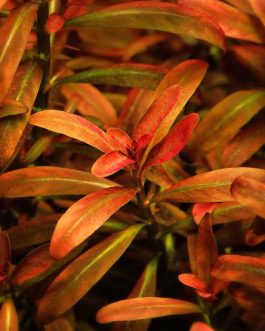 Jumbo sized TC cup- Rotala sunset (Tissue culture cup)