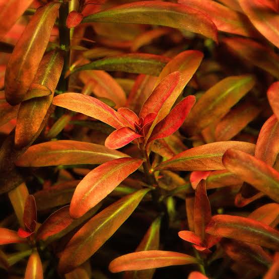 Jumbo sized TC cup- Rotala sunset (Tissue culture cup) - Image 2