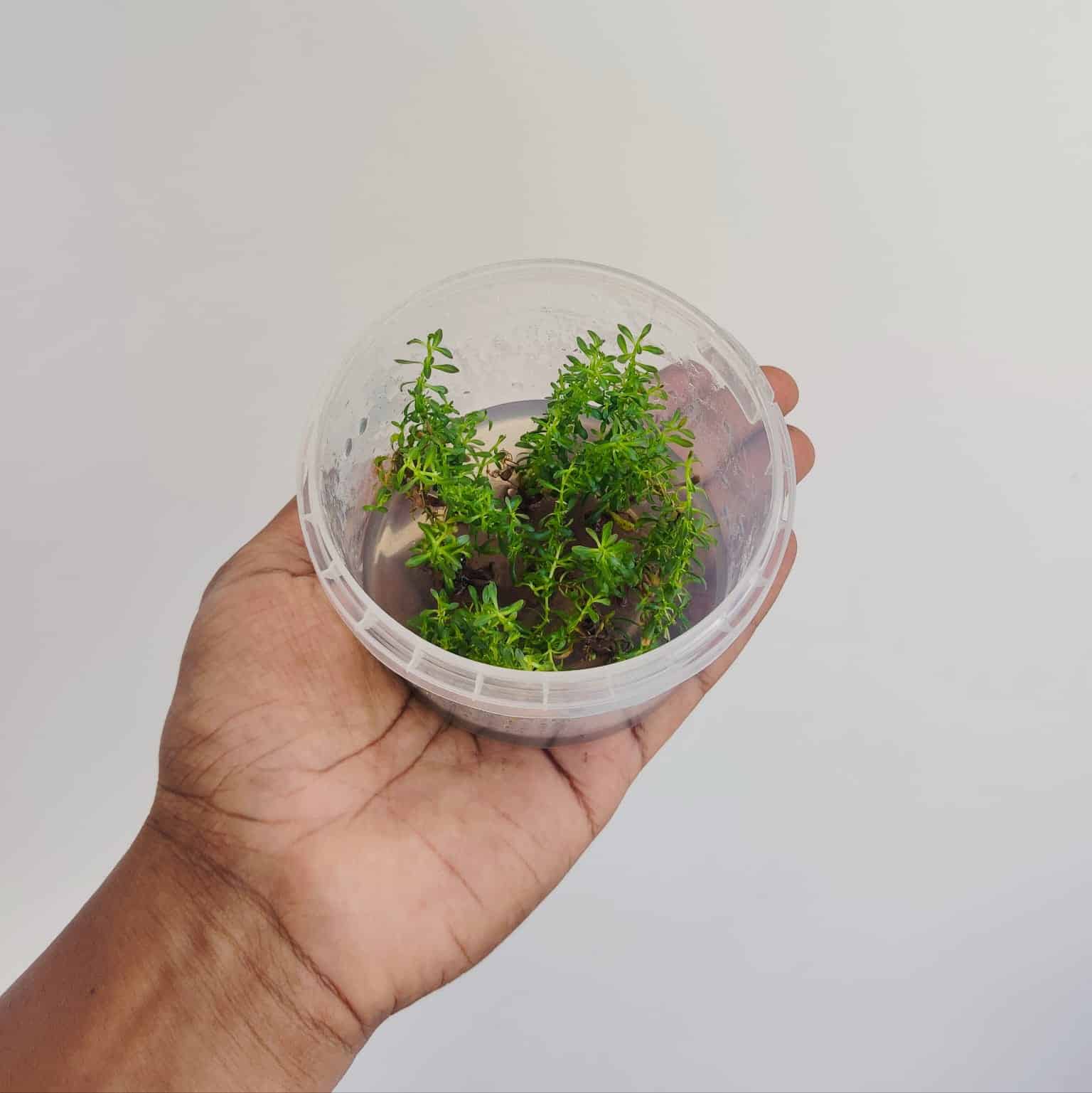 Jumbo sized TC cup- Rotala sunset (Tissue culture cup) - Image 4