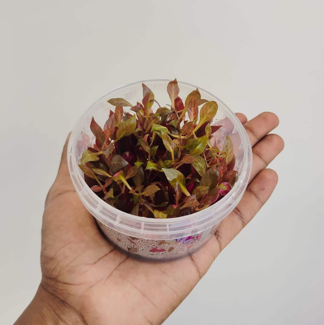 Jumbo sized TC cup- Alternanthera Reineckii Variegated (Tissue culture cup) - Image 2