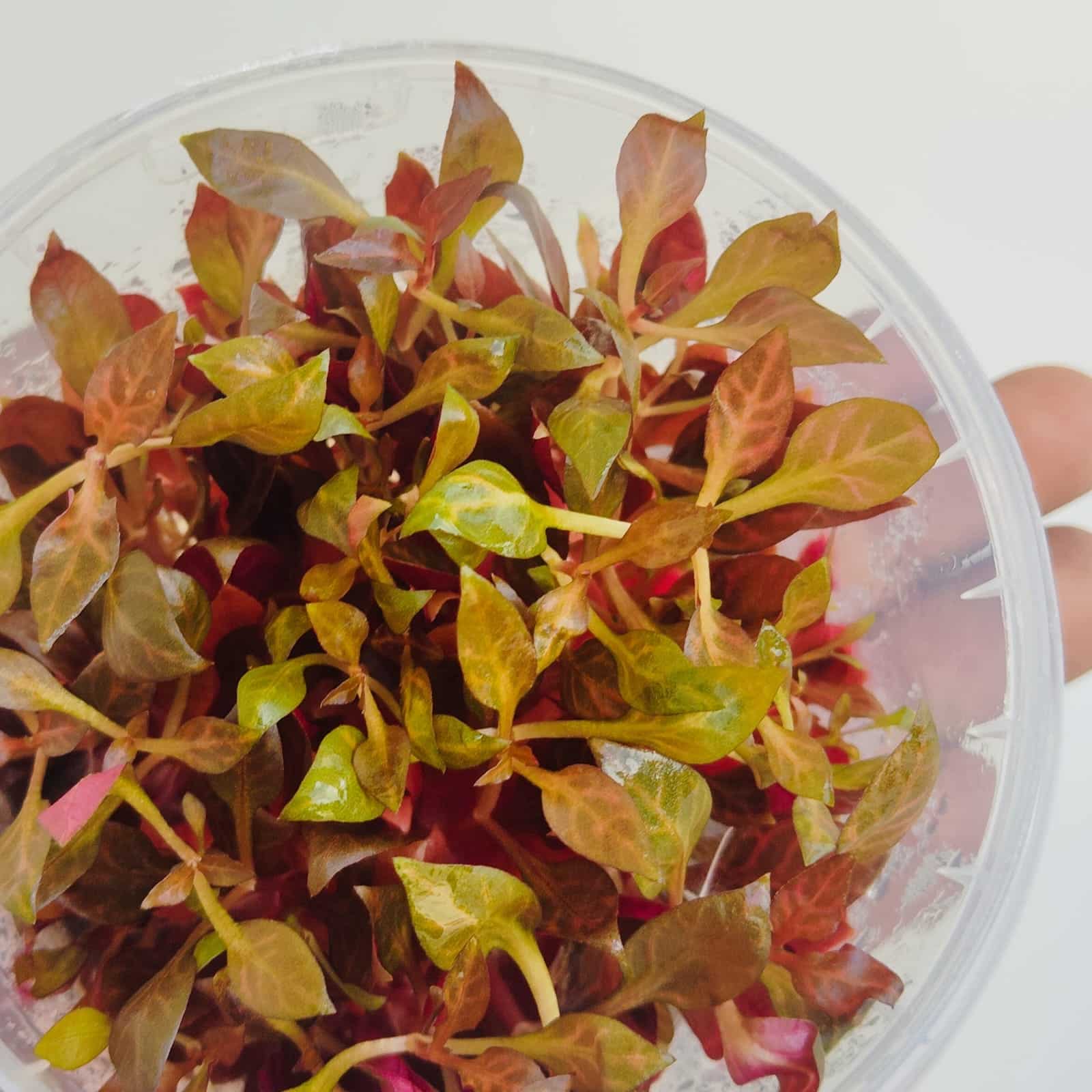 Jumbo sized TC cup- Alternanthera Reineckii Variegated (Tissue culture cup) - Image 3