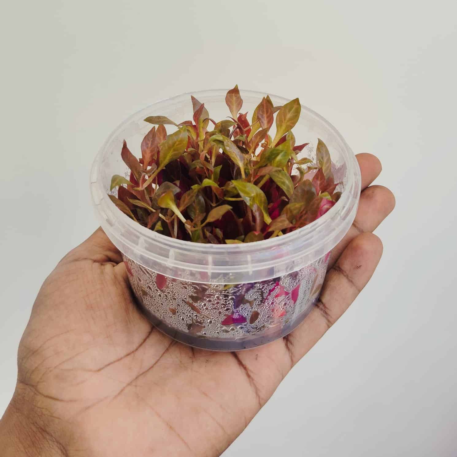 Jumbo sized TC cup- Alternanthera Reineckii Variegated (Tissue culture cup) - Image 4