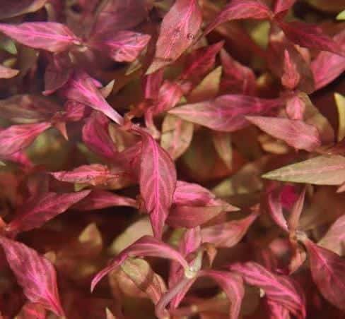 Jumbo sized TC cup- Alternanthera Reineckii Variegated (Tissue culture cup) - Image 5