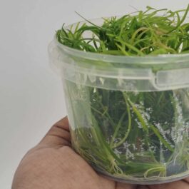 Jumbo sized TC cup- Echinodorus Tenellus Sp Broad Leaf green (Tissue culture cup)