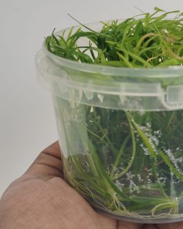 Jumbo sized TC cup- Echinodorus Tenellus Sp Broad Leaf green (Tissue culture cup)