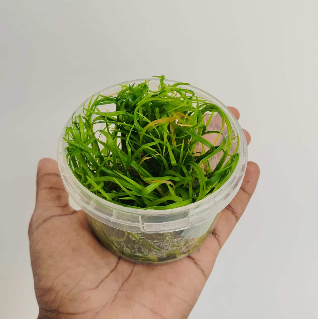 Jumbo sized TC cup- Echinodorus Tenellus Sp Broad Leaf green (Tissue culture cup) - Image 3