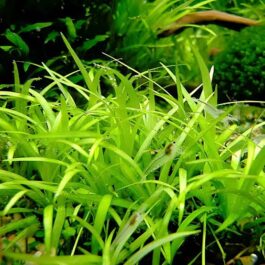 Jumbo sized TC cup- Echinodorus Tenellus Sp Broad Leaf green (Tissue culture cup)