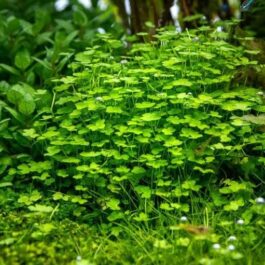 Jumbo sized TC cup- Hydrocotyle tripartita Mini (Tissue culture cup)