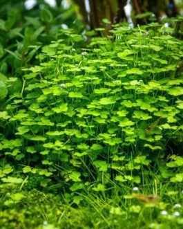 Jumbo sized TC cup- Hydrocotyle tripartita Mini (Tissue culture cup)