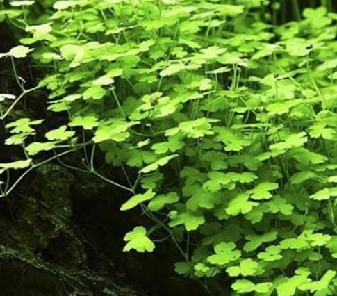 Jumbo sized TC cup- Hydrocotyle tripartita Mini (Tissue culture cup) - Image 5