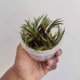 Jumbo sized TC cup- Eriocaulon quinquangulare Red (Tissue culture cup)