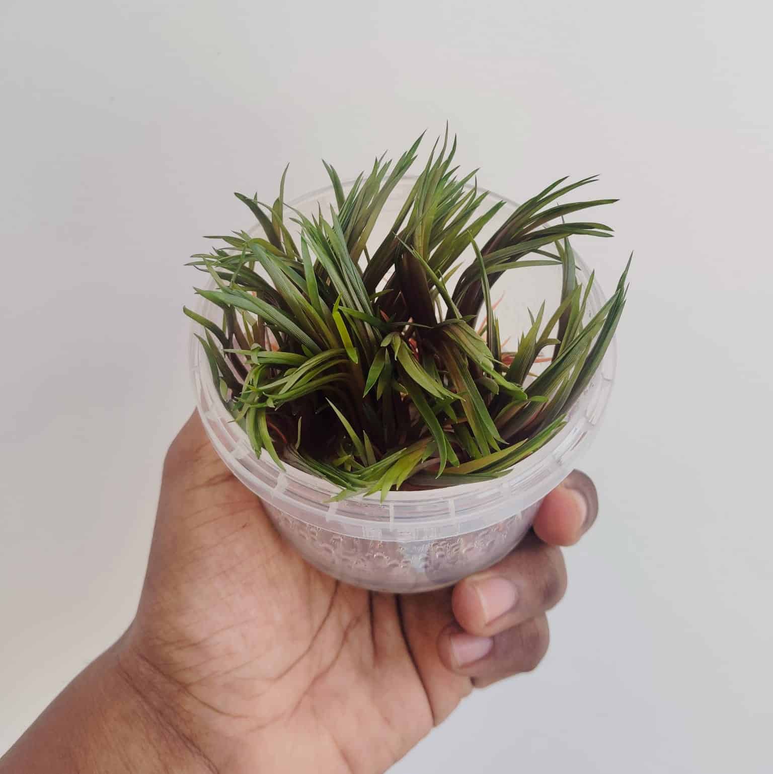 Jumbo sized TC cup- Eriocaulon quinquangulare Red (Tissue culture cup)
