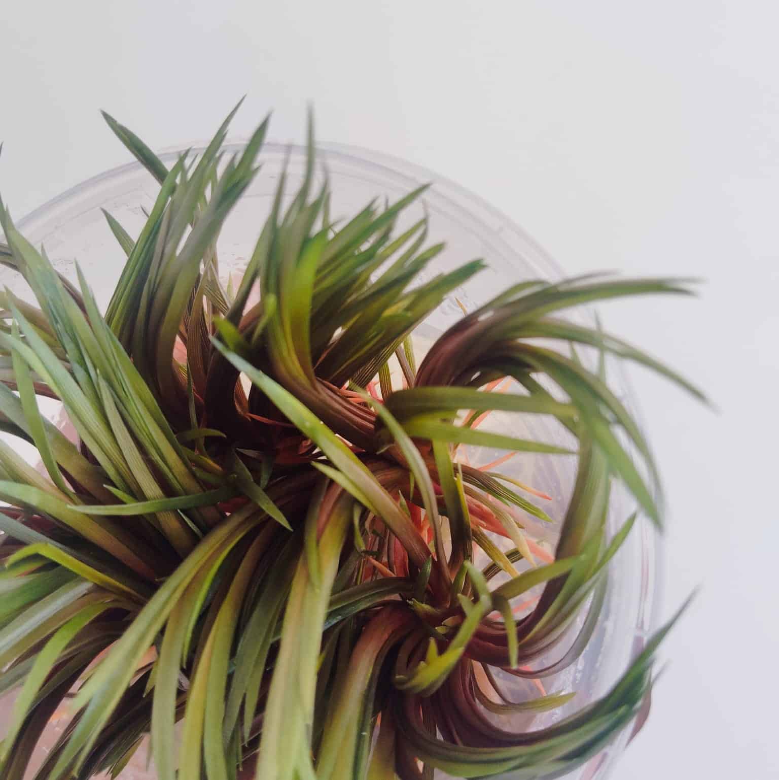 Jumbo sized TC cup- Eriocaulon quinquangulare Red (Tissue culture cup) - Image 6