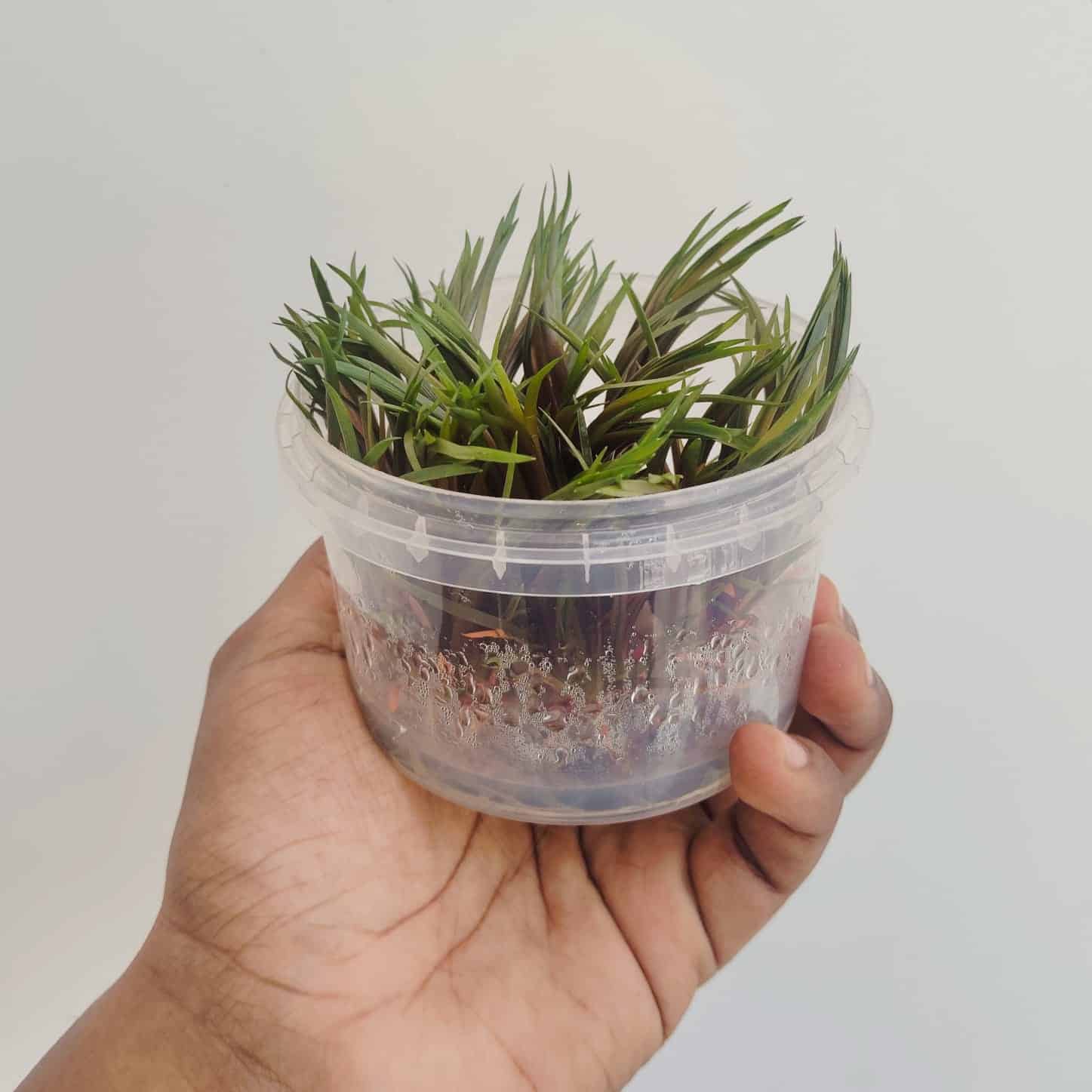 Jumbo sized TC cup- Eriocaulon quinquangulare Red (Tissue culture cup) - Image 7