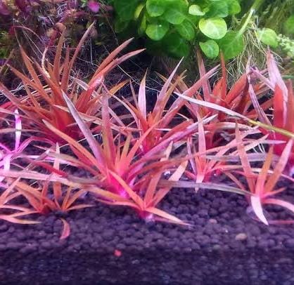 Jumbo sized TC cup- Eriocaulon quinquangulare Red (Tissue culture cup) - Image 3