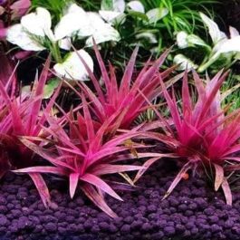 Jumbo sized TC cup- Eriocaulon quinquangulare Red (Tissue culture cup)