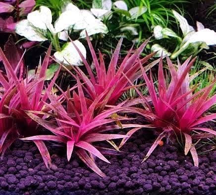 Jumbo sized TC cup- Eriocaulon quinquangulare Red (Tissue culture cup) - Image 2