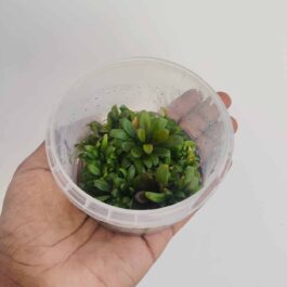 Jumbo sized TC cup- Samolus Parviflorus Red (Tissue culture cup)