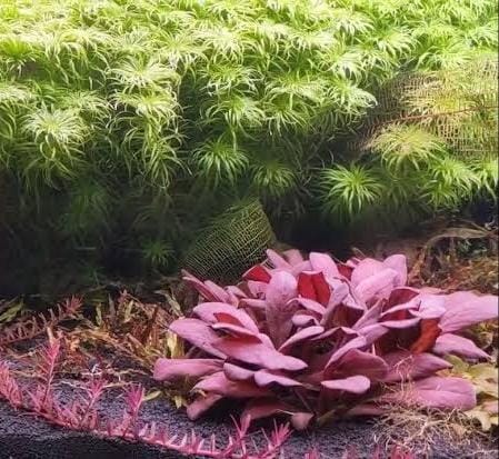 Jumbo sized TC cup- Samolus Parviflorus Red (Tissue culture cup)