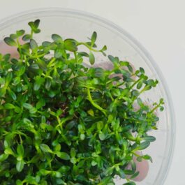 Jumbo sized TC cup- Rotala ramosior Florida (Tissue culture cup)