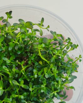 Jumbo sized TC cup- Rotala ramosior Florida (Tissue culture cup)