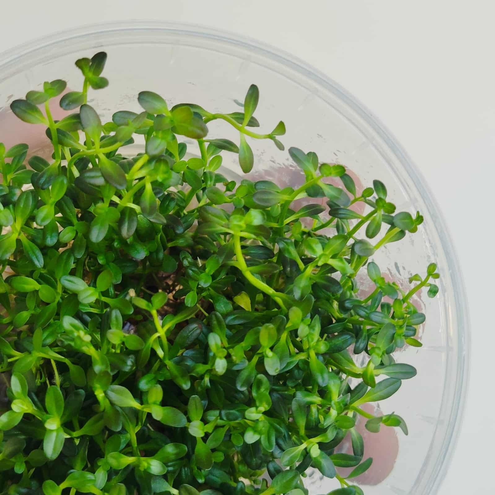 Jumbo sized TC cup- Rotala ramosior Florida (Tissue culture cup) - Image 2