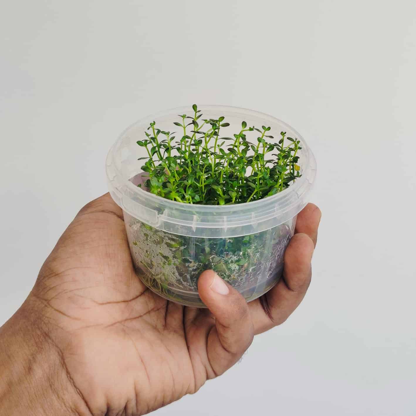 Jumbo sized TC cup- Rotala ramosior Florida (Tissue culture cup) - Image 3