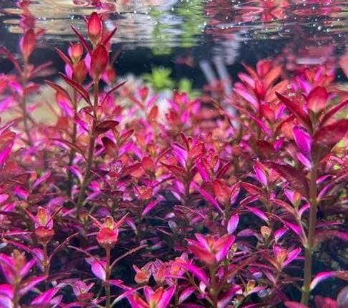 Jumbo sized TC cup- Rotala ramosior Florida (Tissue culture cup) - Image 4