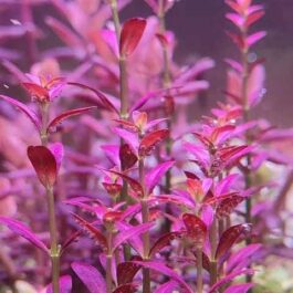 Jumbo sized TC cup- Rotala ramosior Florida (Tissue culture cup)