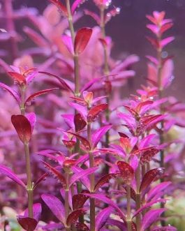 Jumbo sized TC cup- Rotala ramosior Florida (Tissue culture cup)