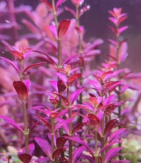Jumbo sized TC cup- Rotala ramosior Florida (Tissue culture cup)